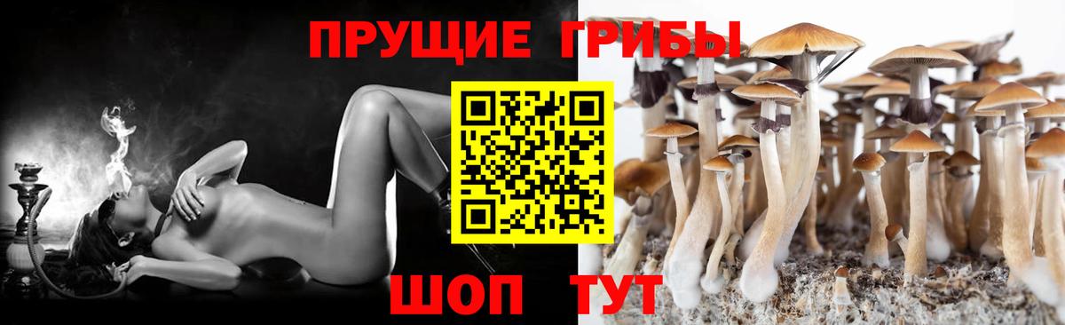 Псилоцибиновые грибы Psilocybe Волжск